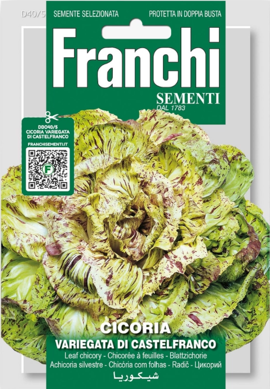 Cykoria liściowa Variegata di Castelfranco nasiona vis FRANCHI nasiona sklep rajogrodnika